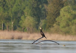 Kormoran