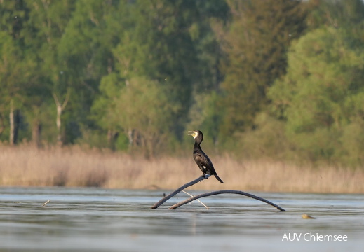 Kormoran