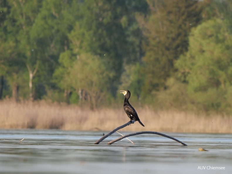 Kormoran