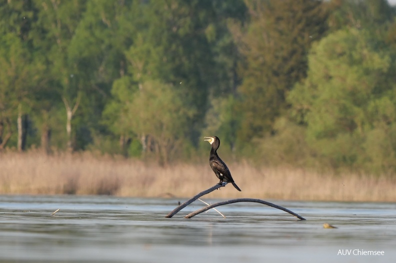 Kormoran
Mit einem Klick! zur Fotogeschichte mit weiteren Bildern
Schafwaschener Bucht / 11. Mai 2022 / Foto: Johannes Almer
AktNatBeo-220511-ja-04_Kormoran.jpg