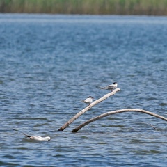 Flussseeschwalbe