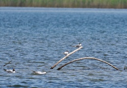 Flussseeschwalbe