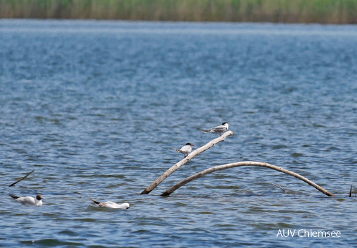 Flussseeschwalbe
