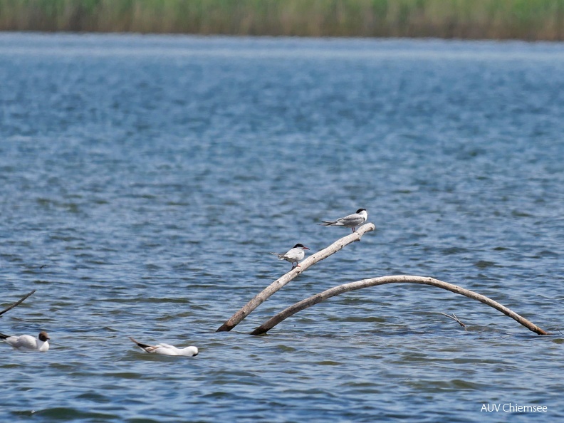 Flussseeschwalbe