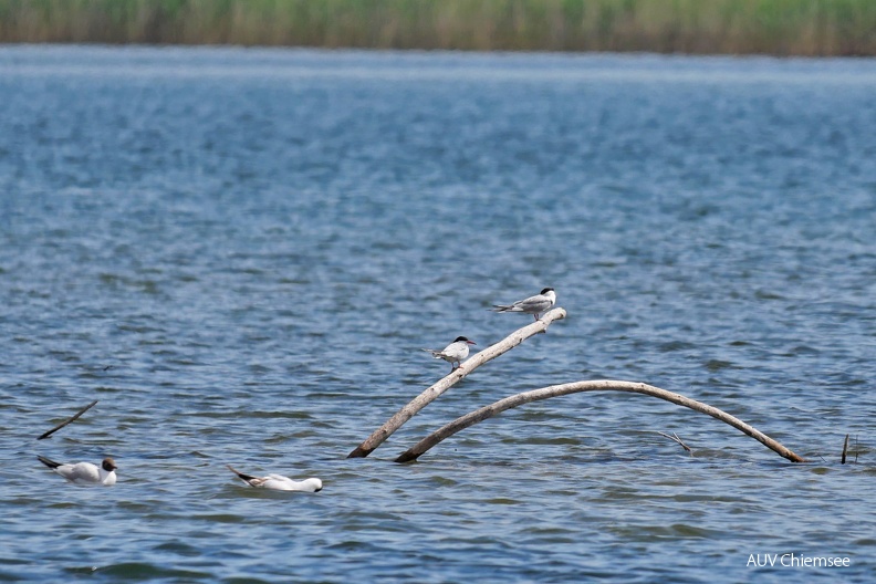 Flussseeschwalbe
Mit einem Klick! zur Fotogeschichte mit weiteren Bildern
Schafwaschener Bucht / 26.05.2022 / Foto: Johannes Almer
AktNatBeo-220526-ja-13_FLussseeschwalbe.jpg