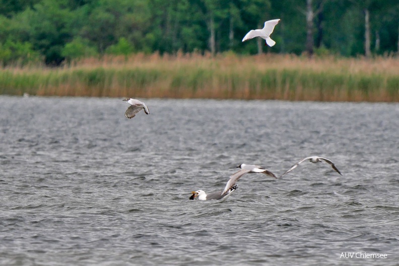 Mittelmeermöwe verschlingt Küken
Mit einem Klick! zur Fotogeschichte mit weiteren Bildern
Schafwaschener Bucht / 26.05.2022 / Foto: Johannes Almer
AktNatBeo-220526-ja-08_MIttelmeermoewe.jpg