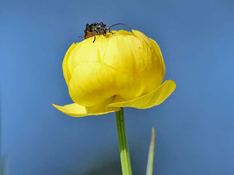 Trollblume mit Käfer