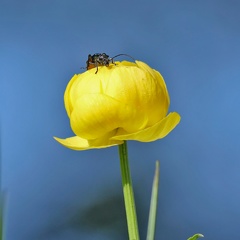 Trollblume mit Käfer