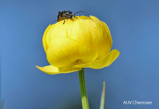 Trollblume mit Käfer