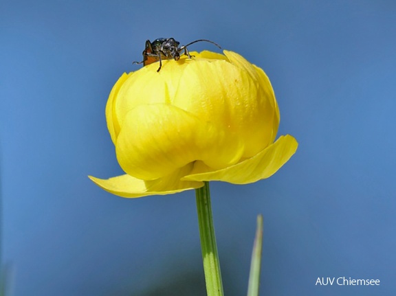 Trollblume mit Käfer