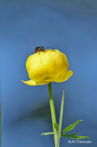 Trollblume mit Käfer
Mit einem Klick! zur Fotogeschichte mit weiteren Bildern
Hochriesgebiet / 5.06.2022 / Foto: Johannes Almer
AktNatBeo-220605-ja-02_Trollblume-1140pix_h.jpg