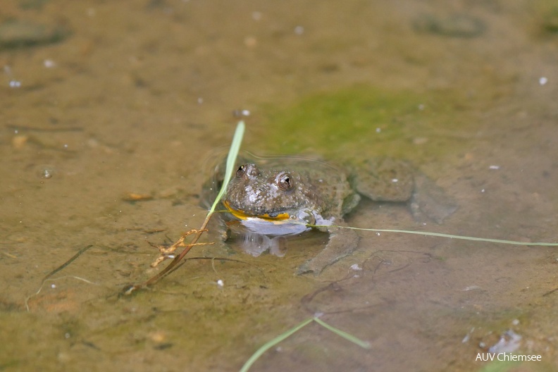 Gelbbauchunke
Mit einem Klick! zur Fotogeschichte mit weiteren Bildern
Hochriesgebiet / 5.06.2022 / Foto: Johannes Almer
AktNatBeo-220605-ja-06_Gelbbauchunke.jpg