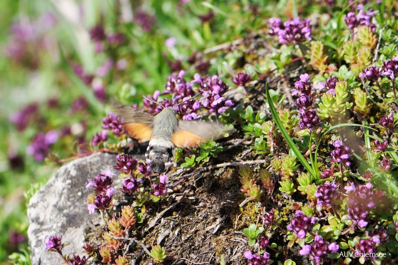 Taubenschwänzchen
Mit einem Klick! zur Fotogeschichte mit weiteren Bildern
Hochriesgebiet / 5.06.2022 / Foto: Johannes Almer
AktNatBeo-220605-ja-10_Taubenschwaenzchen.jpg