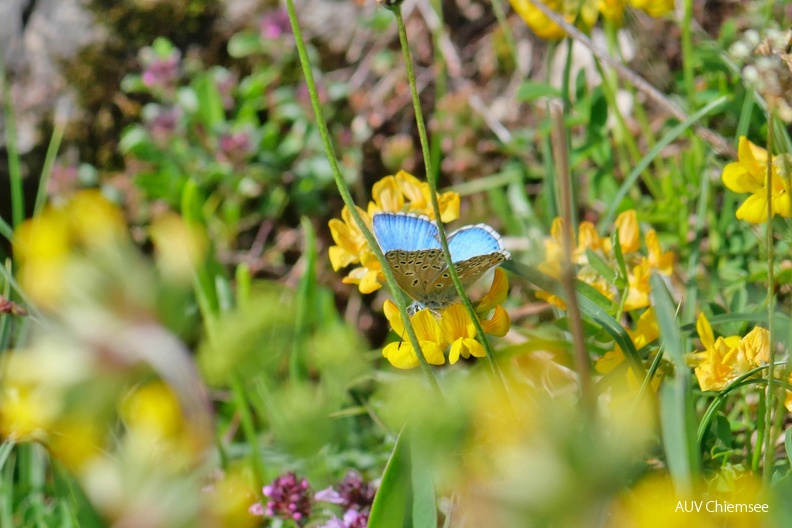 Bläuling
Mit einem Klick! zur Fotogeschichte mit weiteren Bildern
Hochriesgebiet / 5.06.2022 / Foto: Johannes Almer
AktNatBeo-220605-ja-07_Blaeuling.jpg