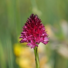 Rotes Kohlroeschen