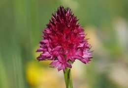 Rotes Kohlroeschen