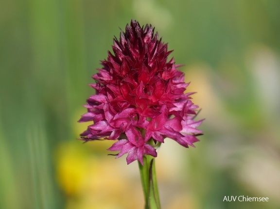 Rotes Kohlroeschen