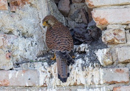 Turmfalke beim Füttern