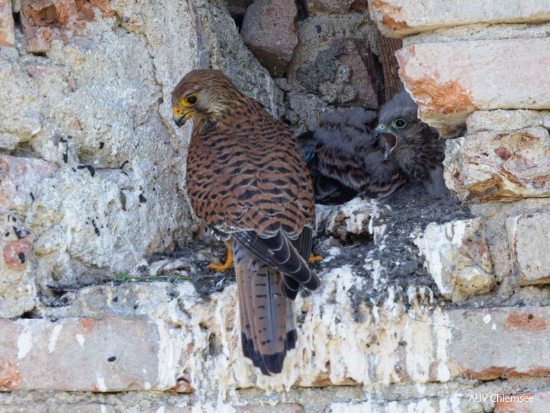 Turmfalke beim Füttern