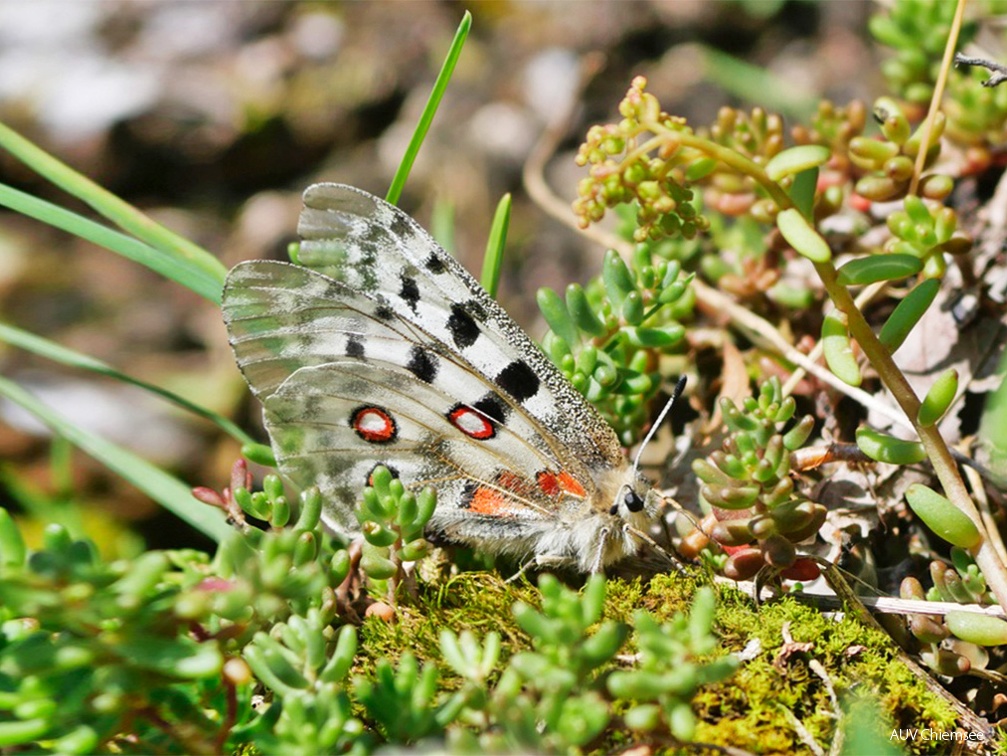 Monatsstartbild Juli -Apollofalter