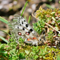 Monatsstartbild Juli -Apollofalter