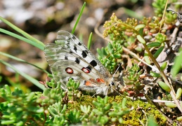 Monatsstartbild Juli -Apollofalter