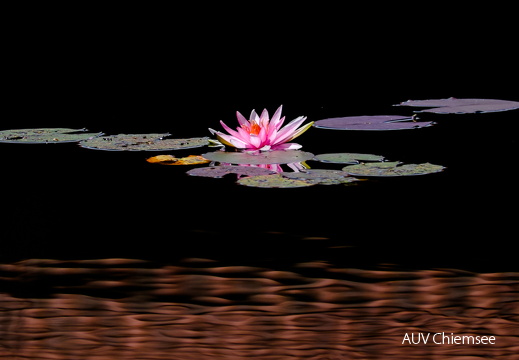 Seerose