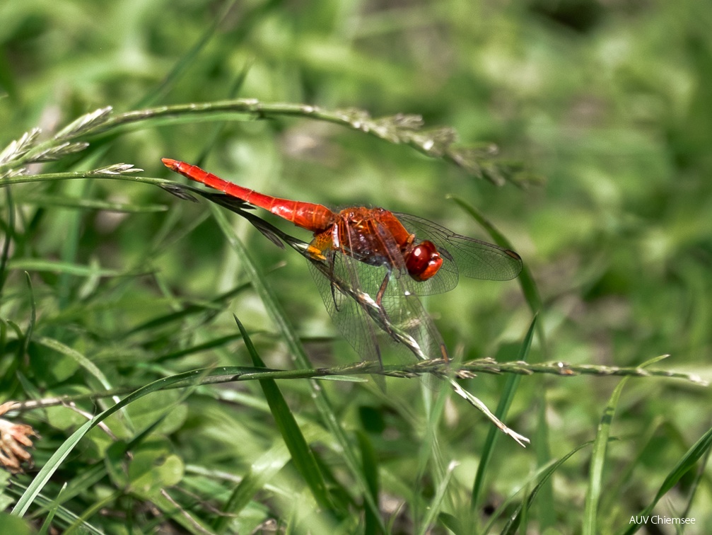 Feuerlibelle