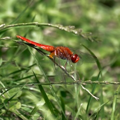 Feuerlibelle