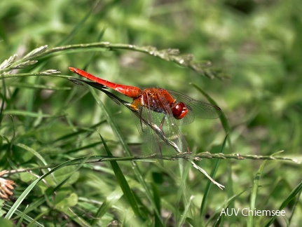 Feuerlibelle