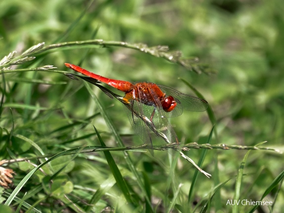 Feuerlibelle