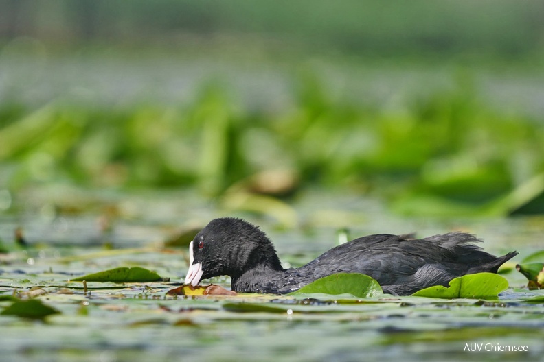 Blässhuhn
Mit einem Klick! zur Fotogeschichte mit weiteren Bildern
Irschener Winkel /2.08.2022 / Foto: Johannes Almer
AktNatBeo-220802-ja-02_Blaesshuhn-1140pix.jpg