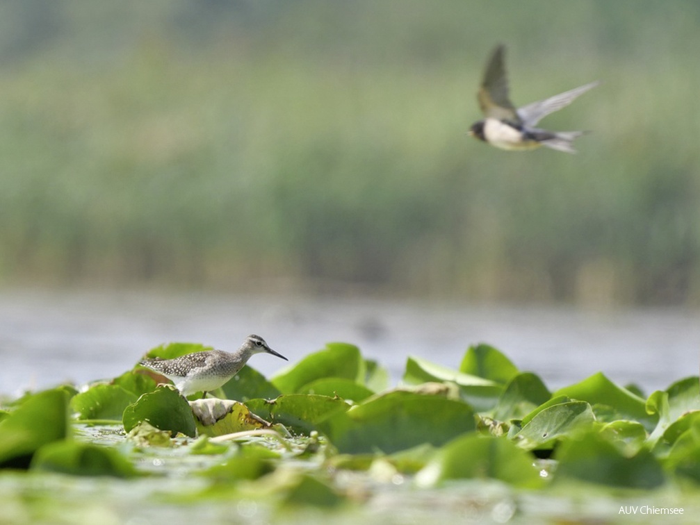 Bruchwasserläufer + Trauerseeschwalbe