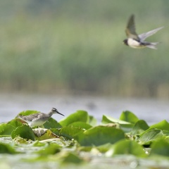 Bruchwasserläufer + Trauerseeschwalbe