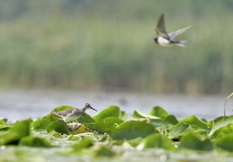 Bruchwasserläufer + Trauerseeschwalbe