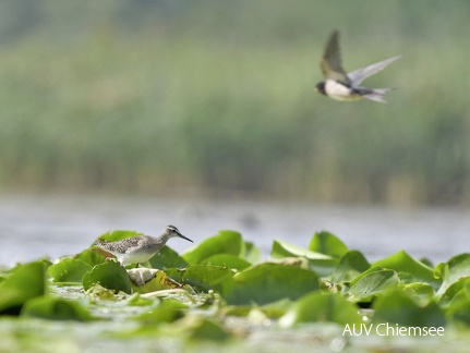 Bruchwasserläufer + Trauerseeschwalbe
