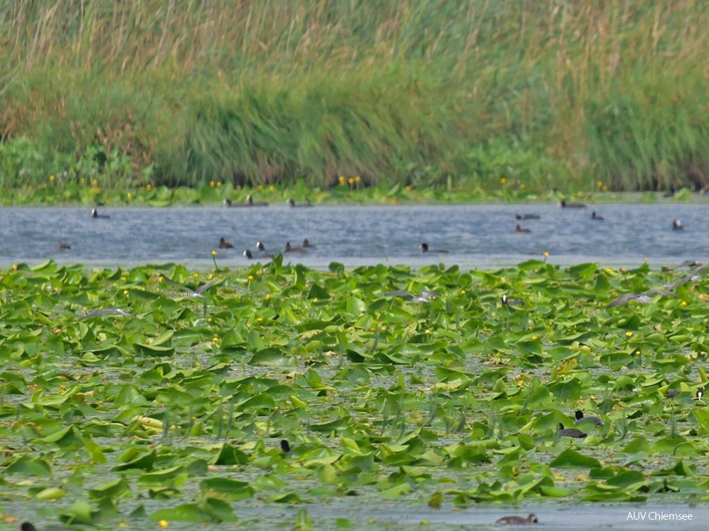 Blässhühner + Schwimmblattzone