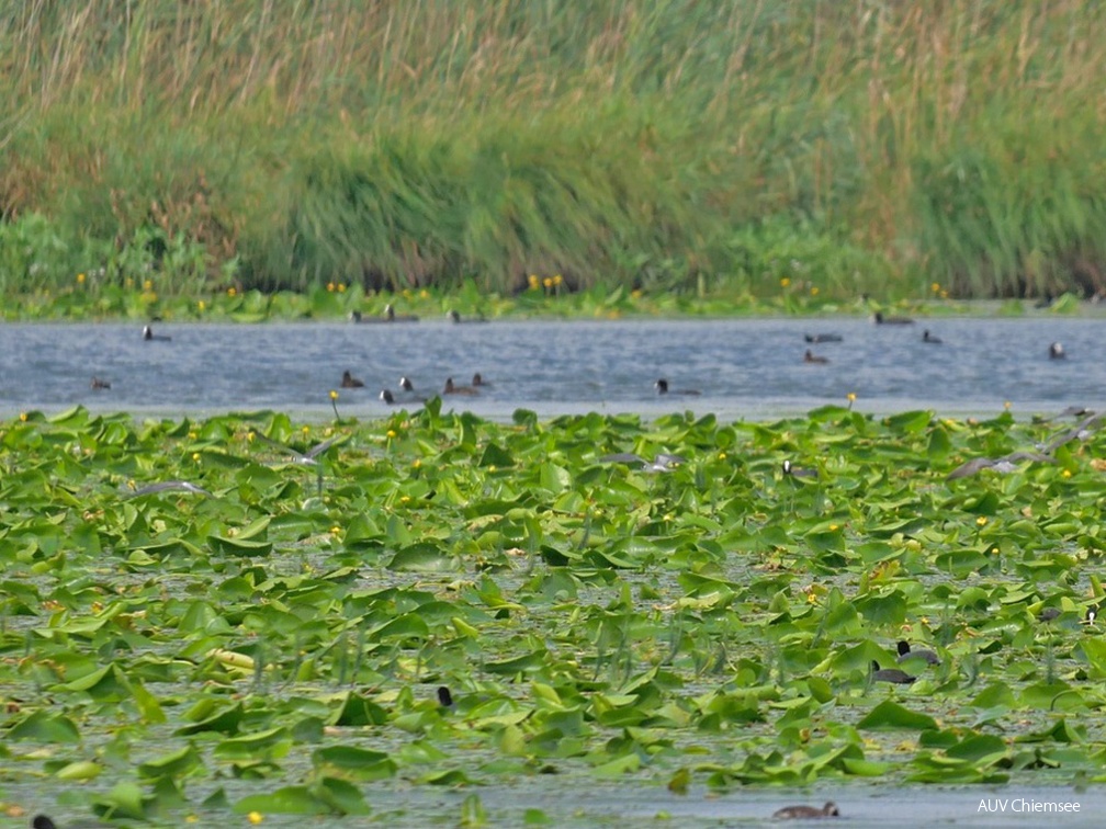 Blässhühner + Schwimmblattzone