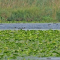 Blässhühner + Schwimmblattzone