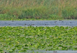 Blässhühner + Schwimmblattzone