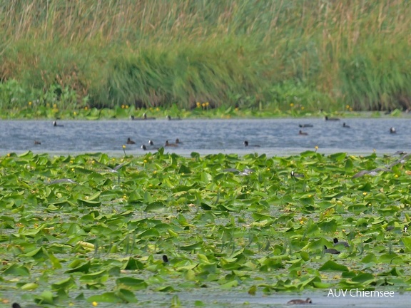 Blässhühner + Schwimmblattzone