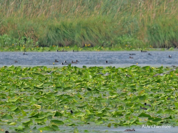 Blässhühner + Schwimmblattzone