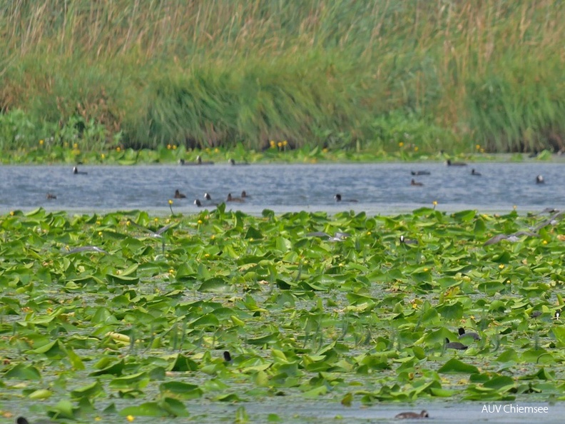 Blässhühner + Schwimmblattzone