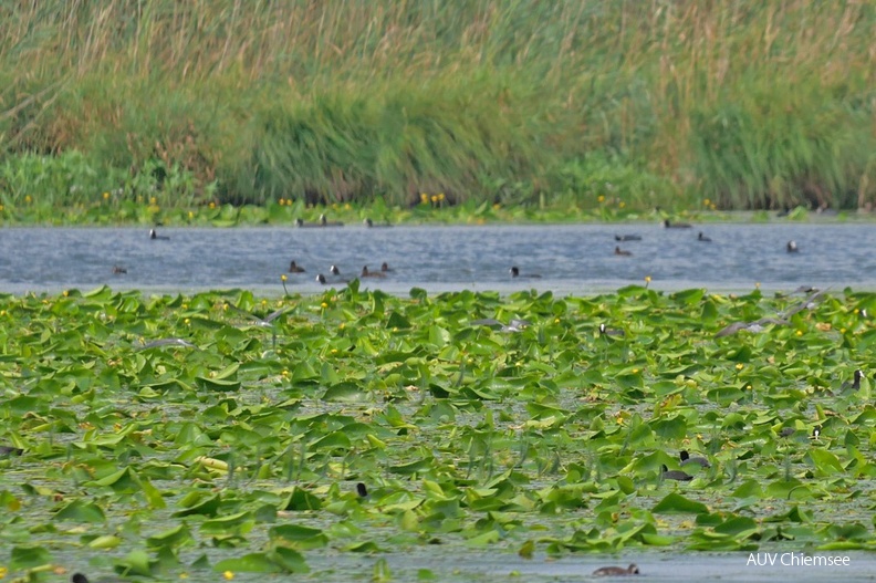 Blässhühner und Schwimmblattzone
Mit einem Klick! zur Fotogeschichte mit weiteren Bildern
Irschener Winkel /2.08.2022 / Foto: Johannes Almer
AktNatBeo-220802-ja-03_Blaesshuehner-1140pix.jpg