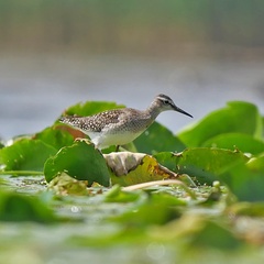 Monatsstartbild August Bruchwasserläufer