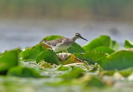 Monatsstartbild August Bruchwasserläufer