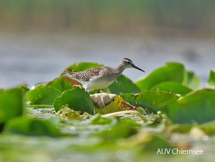 Monatsstartbild August Bruchwasserläufer