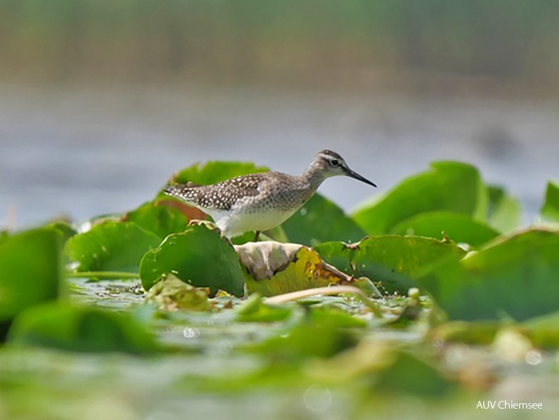 Monatsstartbild August Bruchwasserläufer