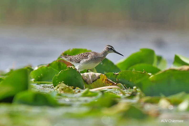 Monatsstartbild August 2022
Bruchwasserläufer
Mit einem Klick! zur Fotogeschichte mit weiteren Bildern
Irschener Winkel /2.08.2022 / Foto: Johannes Almer
AktNatBeo-220802-ja-05_Bruchwasserlaeufer-Ausschnitt-1140pix.jpg