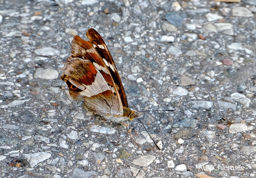 Schillerfalter